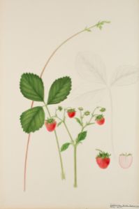  Jordgubbe Botanisk Illustration