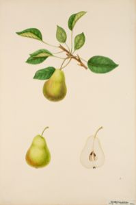 Päron Botanisk Illustration