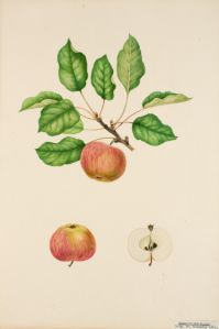 Äpple Botanisk Illustration