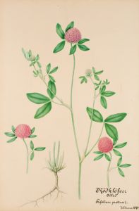 Rödklöver Botanisk Illustration