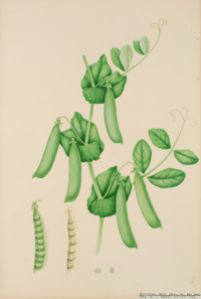 Ärter Botanisk Illustration