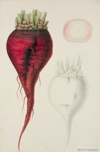 Rödbeta Botanisk Illustration