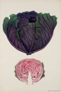 Rödkål Botanisk Illustration