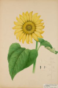 Solros Botanisk Illustration