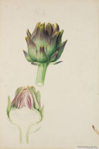 Kronärtskocka Botanisk Illustration