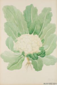 Blomkål Botanisk Illustration