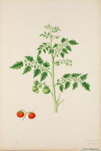 Tomat Botanisk Illustration