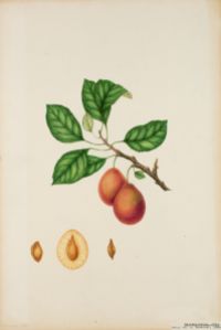 Plommon Botanisk Illustration
