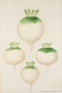 Rova Botanisk Illustration