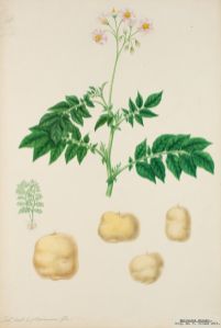 Potatis Botanisk Illustration