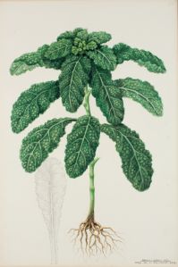 Savojkål Botanisk Illustration