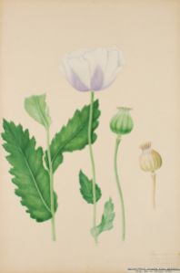Vallmo vit Botanisk Illustration