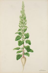Vitbeta Botanisk Illustration