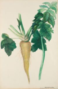 Palsternacka Botanisk Illustration