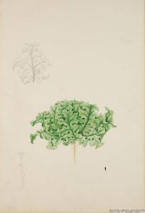 Sallad Botanisk Illustration