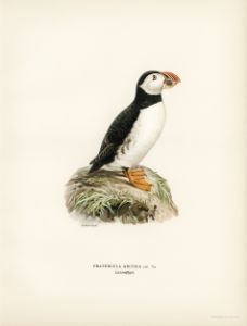 Lunnefågel ur Svenska fåglar av Bröderna Von Wright
