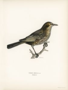 Koltrast ur Svenska fåglar av Bröderna von Wright