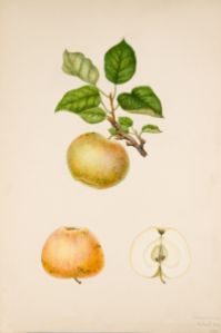 Södermanlands Calvill äpple 1893 Vintage växtposter