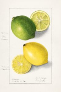 Citrusfrukter Vintage Illustration av Ellen Isham Schutt