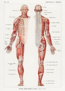 Mänskliga nervsystemet - Illustration av Galtier-Boissière och Émile (1912)