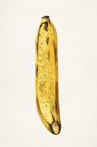 Banan - Vintageillustration från 1919 av James Marion Shull. 
