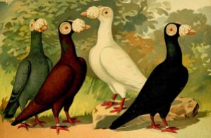Pigeon Prachtwerk (1906) nr 8