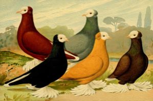 Pigeon Prachtwerk (1906) nr 31