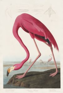 Rosa Flamingo 
