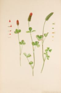 Vintage växtposter - Trifolium incarnatum 1894
