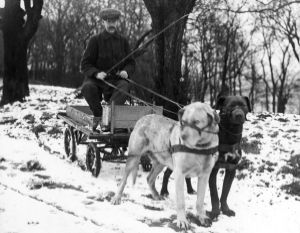 Mattson med sina hundar 1914