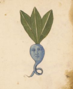 Illustration av rotfrukt med människoliknande ansikte från 1400-talets Italien. 