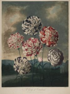 Nejlikor - A Group of Carnations 
