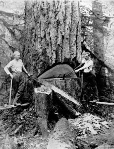 Svenska skogshuggare i Seattle-området omkring 1900